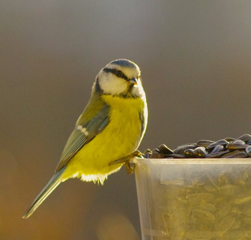 Лазоревка... - Юрий Куликов