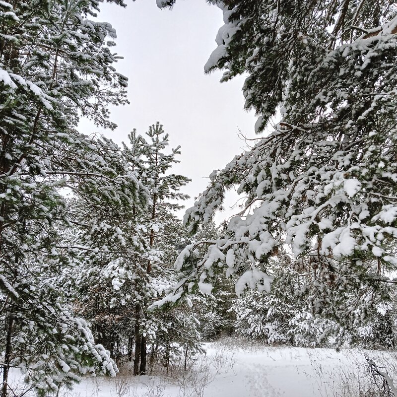 природа - Владимир 