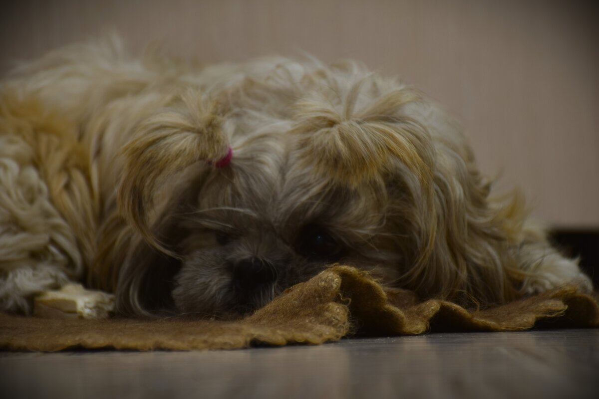 Что же мне попросить у Дед Мороза? - Юрий Полторыхин.