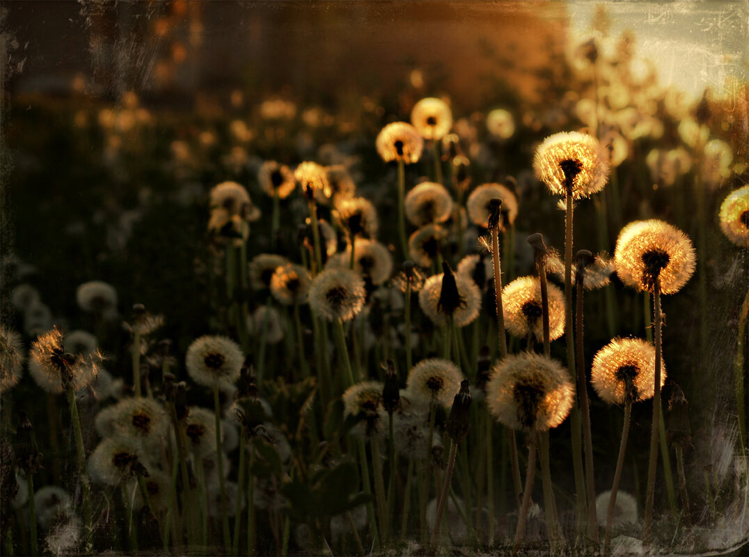 На краешке заката - Olenka 