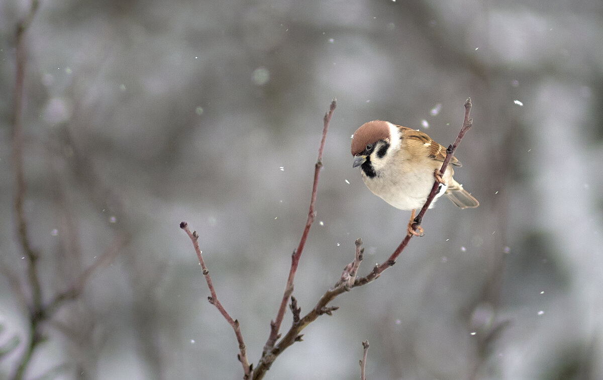 просто, Воробей - Sergey Gorelov