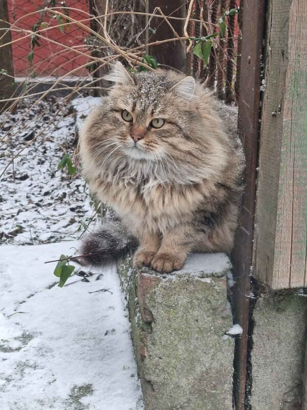 Первый снег... - Наталья 