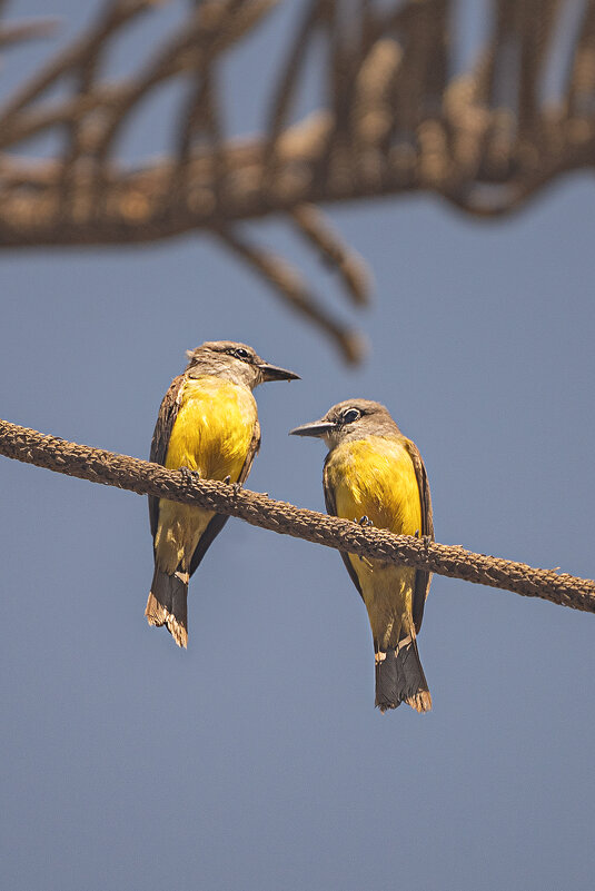Питомцы Перу - Svetlana Galvez