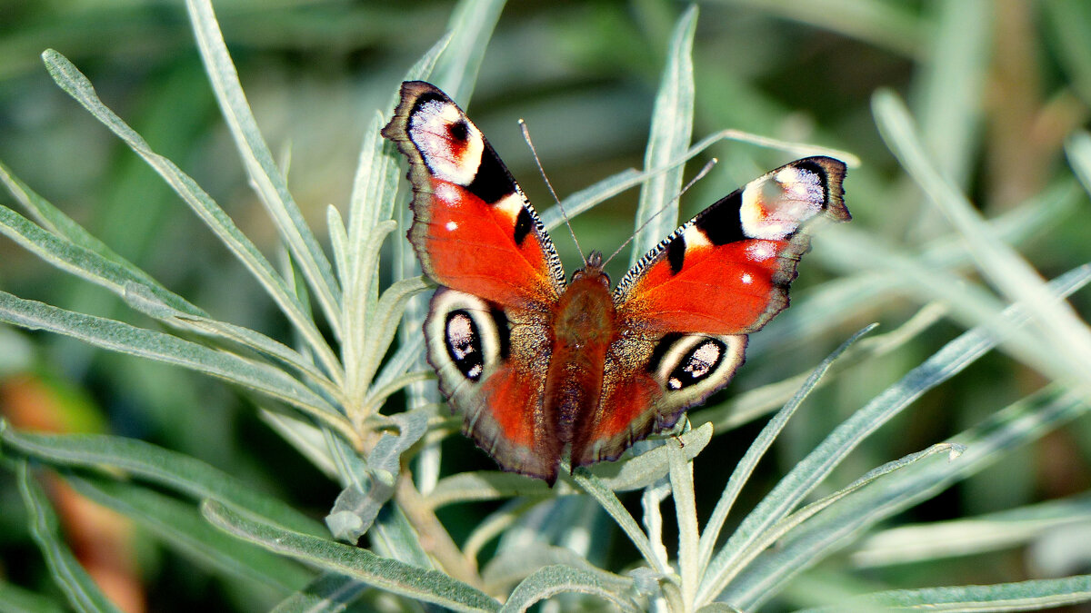 опять про бабочек...237 - Александр Прокудин