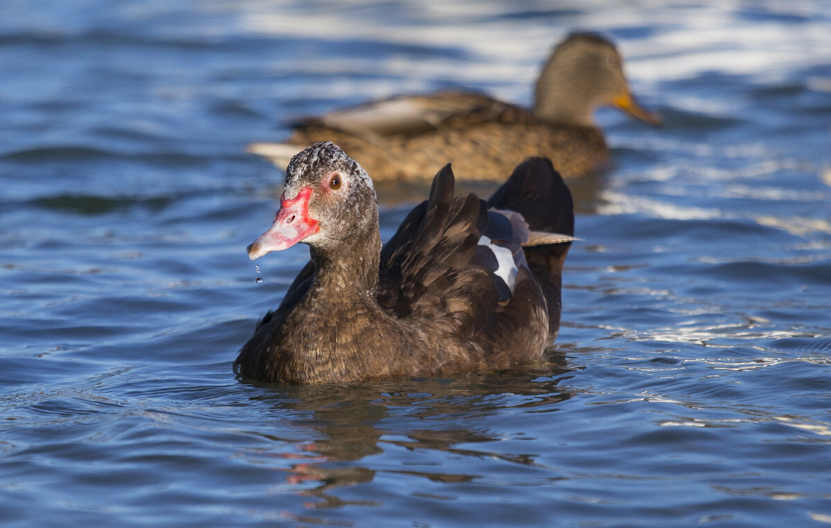 Утки - Светлана Тихонина