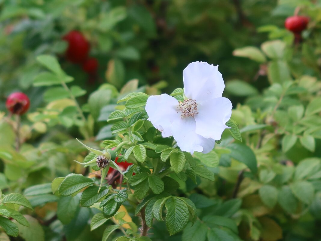 Шиповник - Дмитрий И_