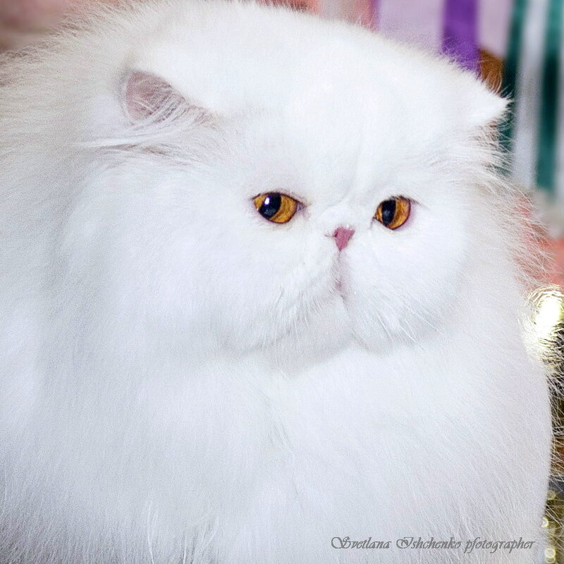 Фото с выставки кошек - Светлана Ищенко