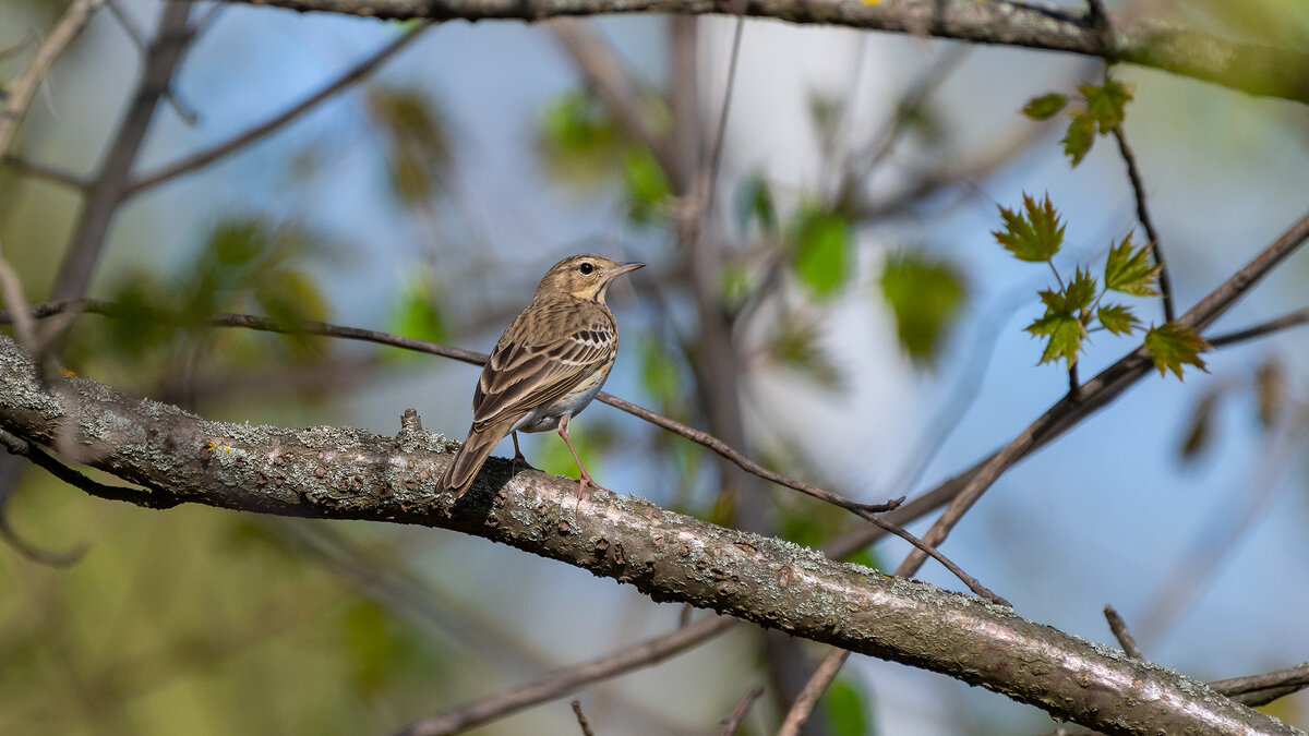 Лесной конек - Владимир Лазарев