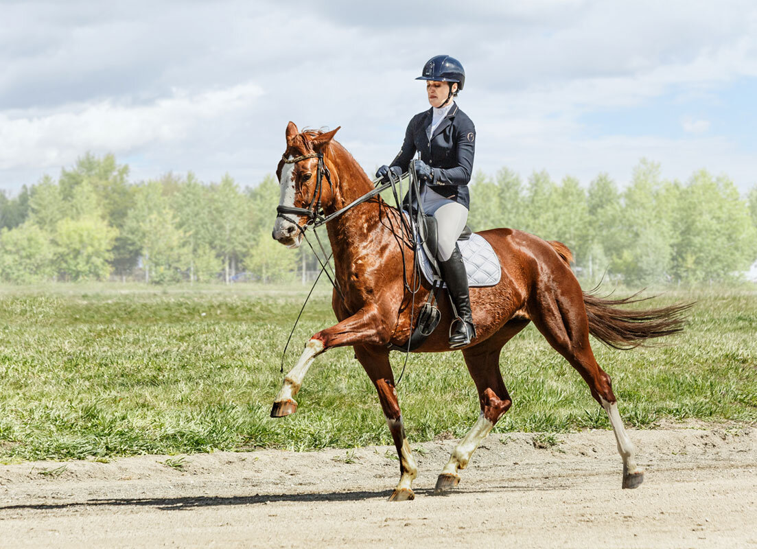 Выездка - SanSan 