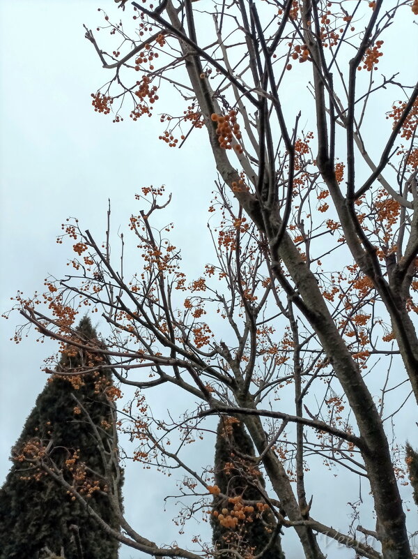 Рябина - Veera V