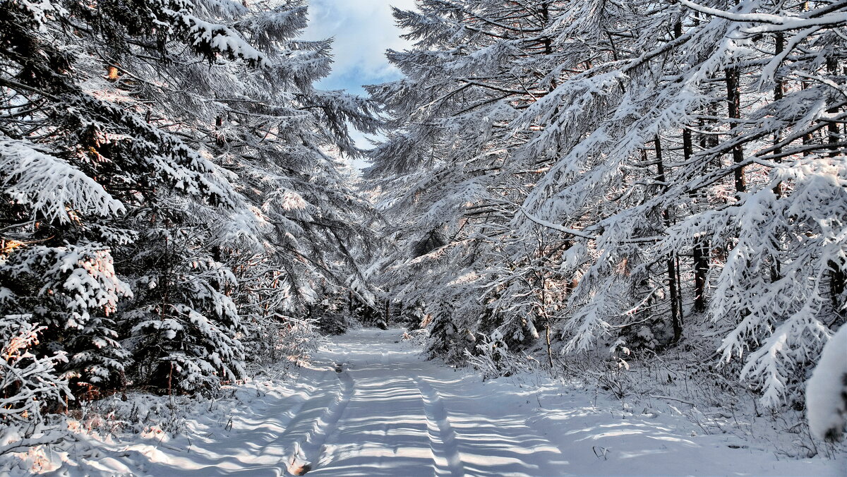 Снег в ноябре 2019 г. - fillarret-2 