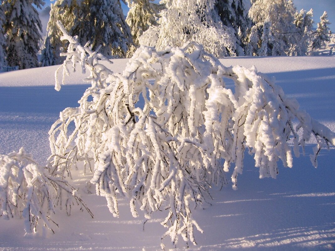 Шерегеш - Галина Нестратова