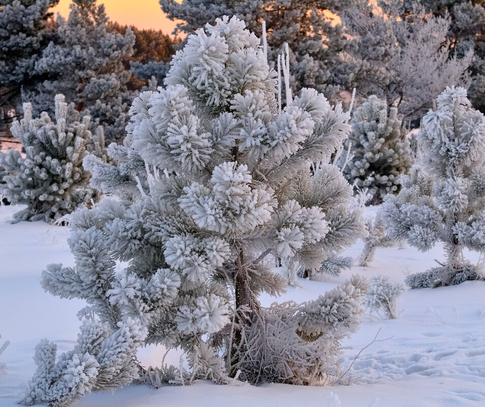 Иней. - Владимир Мигонькин