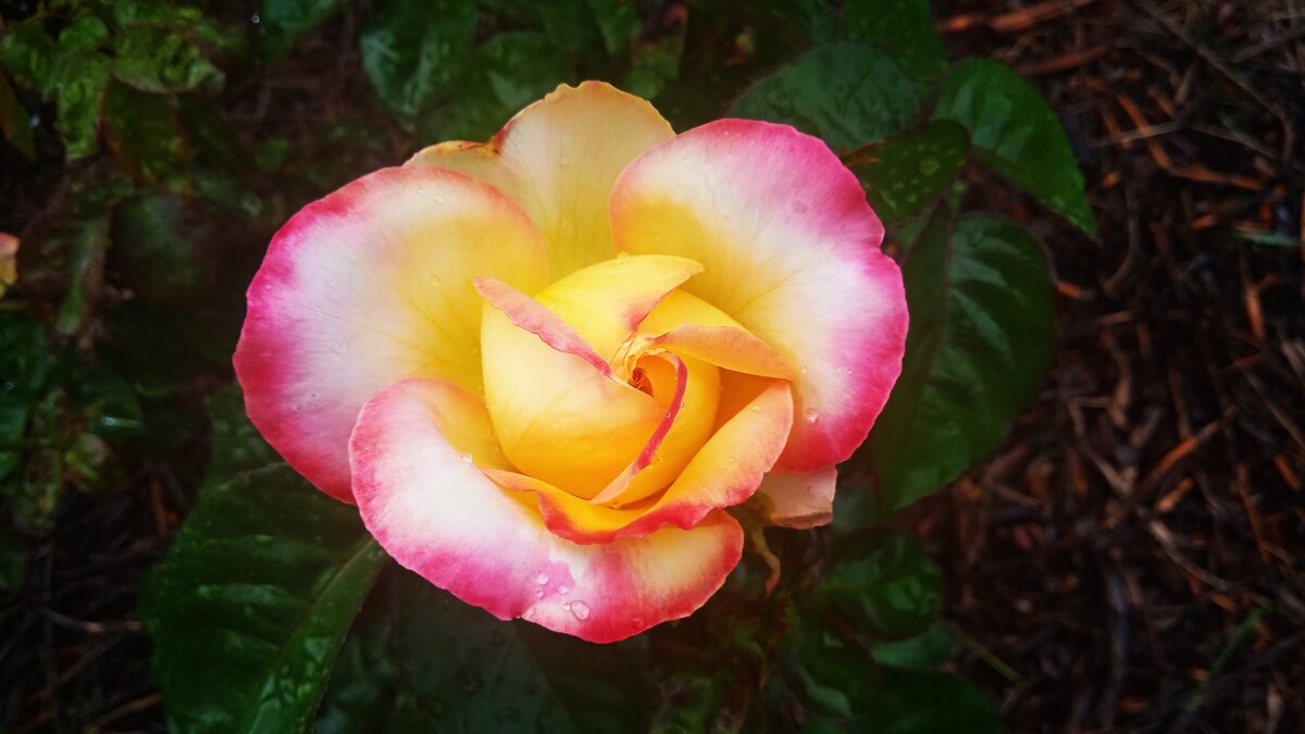 дачное - Елена Шаламова