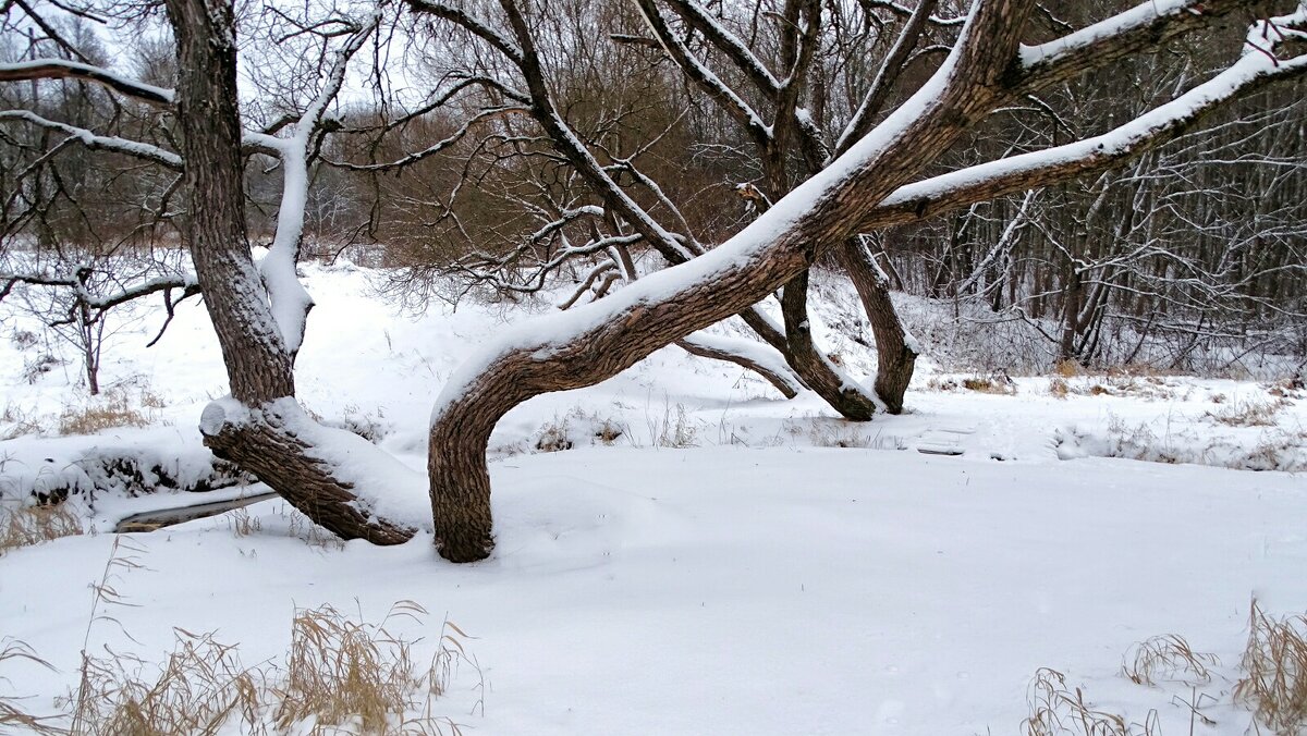 В зимнем парке. - Милешкин Владимир Алексеевич 