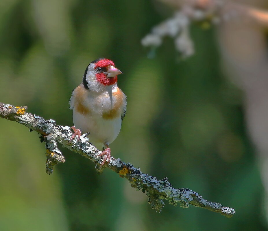 в лесу полдень... - Andrey Bragin 
