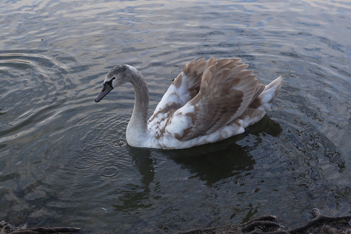 Лебединая молодежь - Рита Симонова