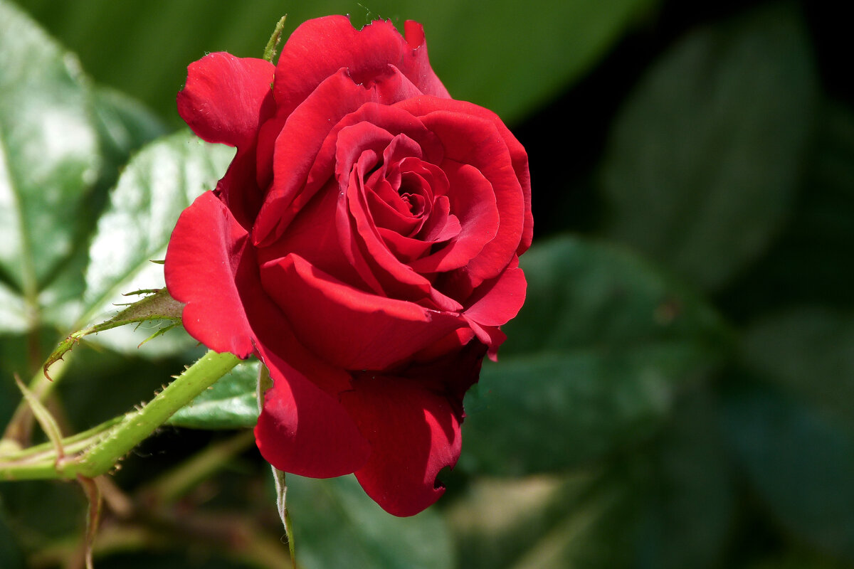 Алая  роза - Валентин Семчишин