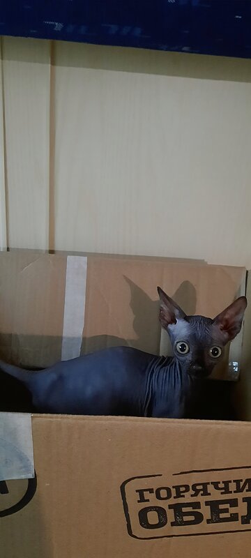 Кот в коробке - Марина 