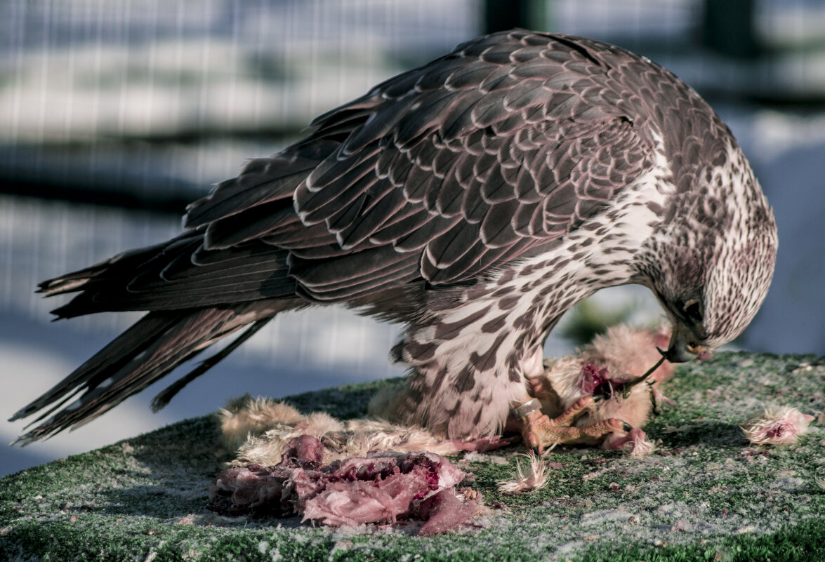 Зоопарк ЗИМА - Хищник - Владимир Максимов