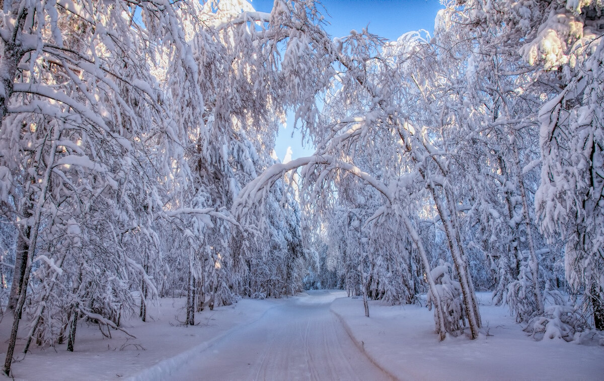 Снежная аллея - Vladimbormotov 