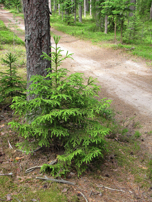 Ёлочкино детство - Александр Ильчевский 