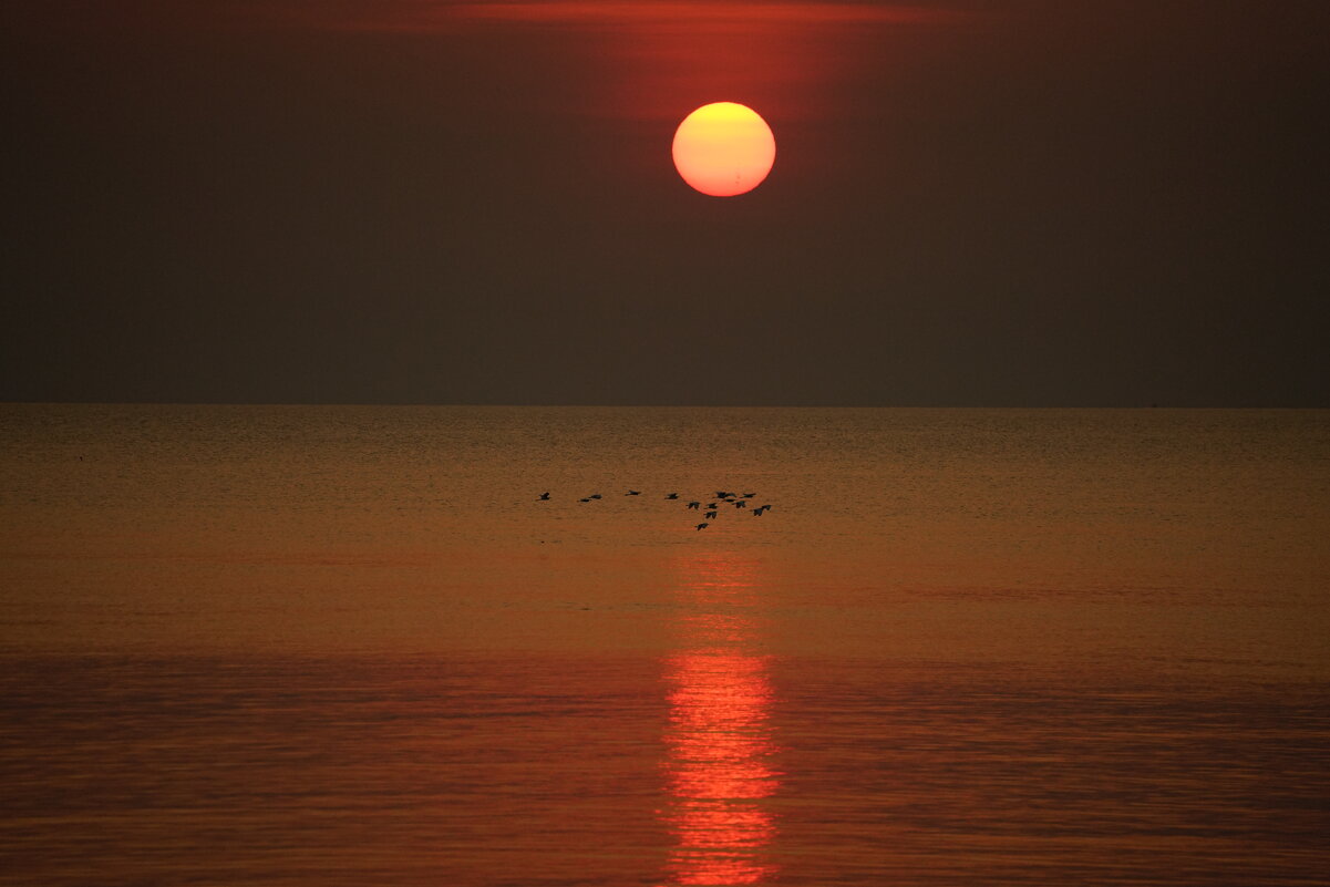 Восход и цапли - Иван Литвинов