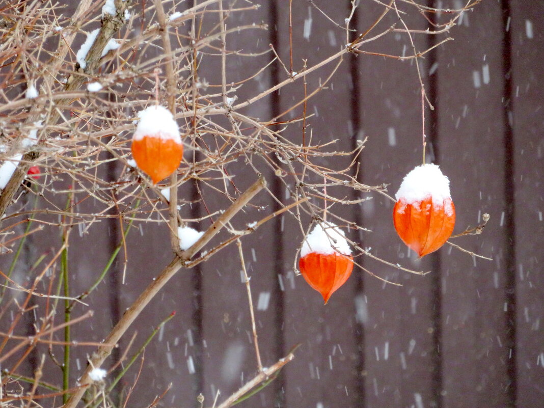 "Развесистая клюква". - Егор Бабанов