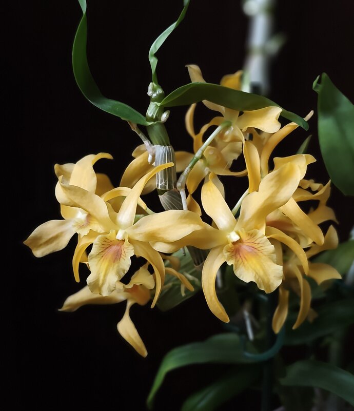 Дендробиум - Александр Ш