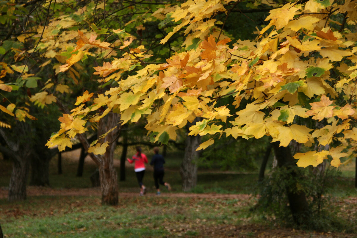 осенний марафон))) - Всеволод 