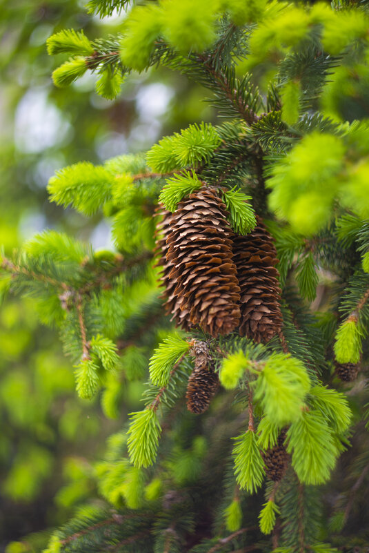 *** - Яна Горбунова
