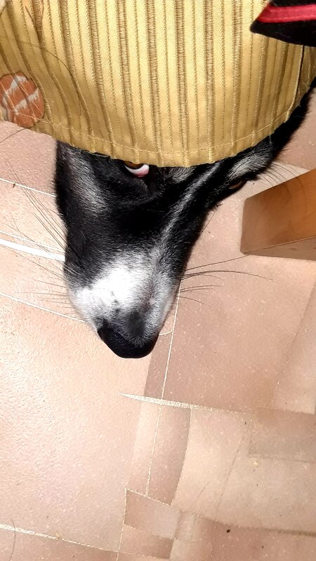 КУ-КУ - Дмитрий (Горыныч) Симагин