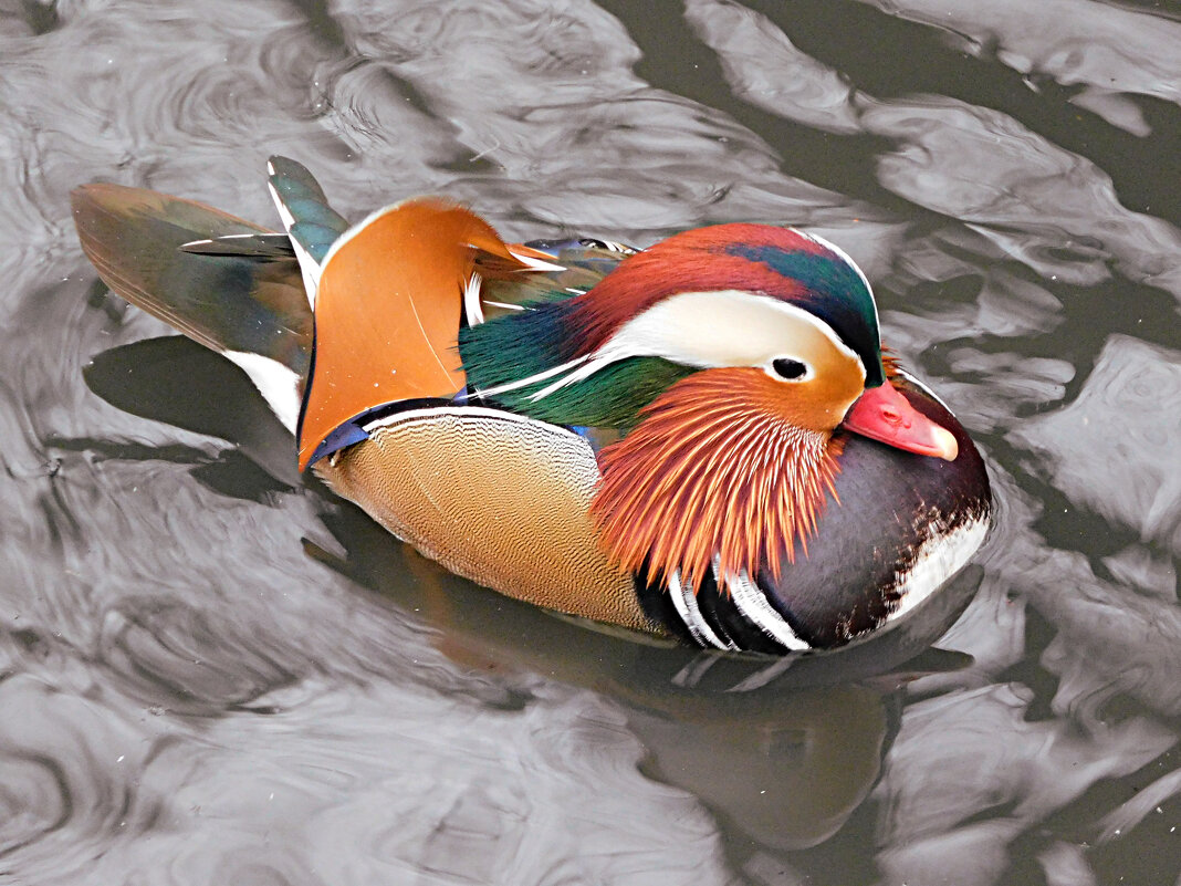 Самец мандаринки - Лина 