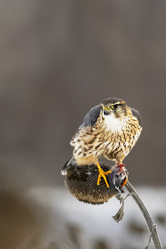 Пустельга - Валерий Черняк