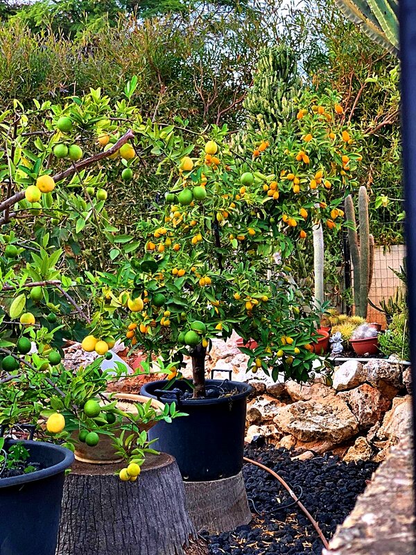 ЦИТРУСОВЫЕ   ДЕРЕВЬЯ - Анатолий Малобродский