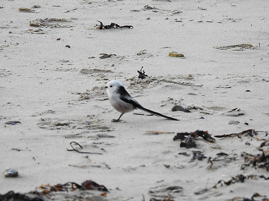 ополовник-длиннохвостая синица - ИННА ПОРОХОВА