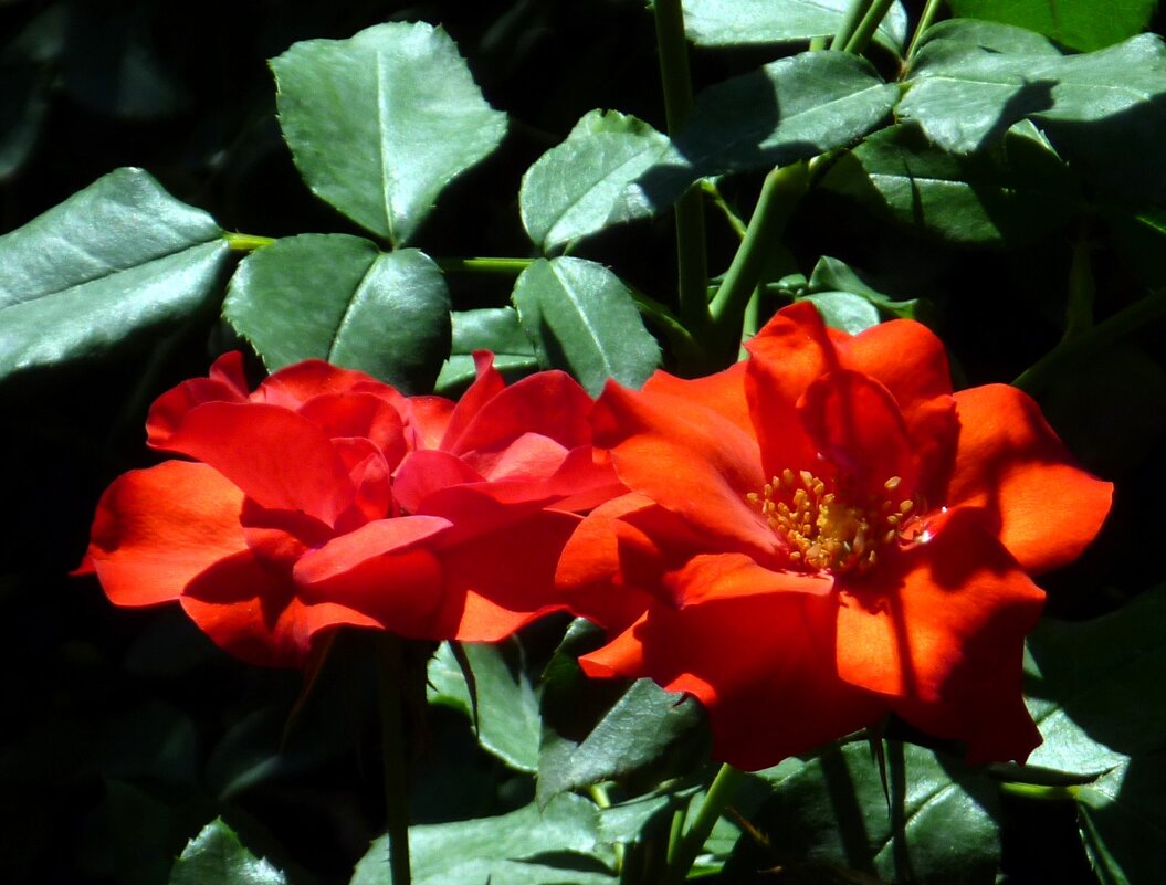 розы - Наталья 