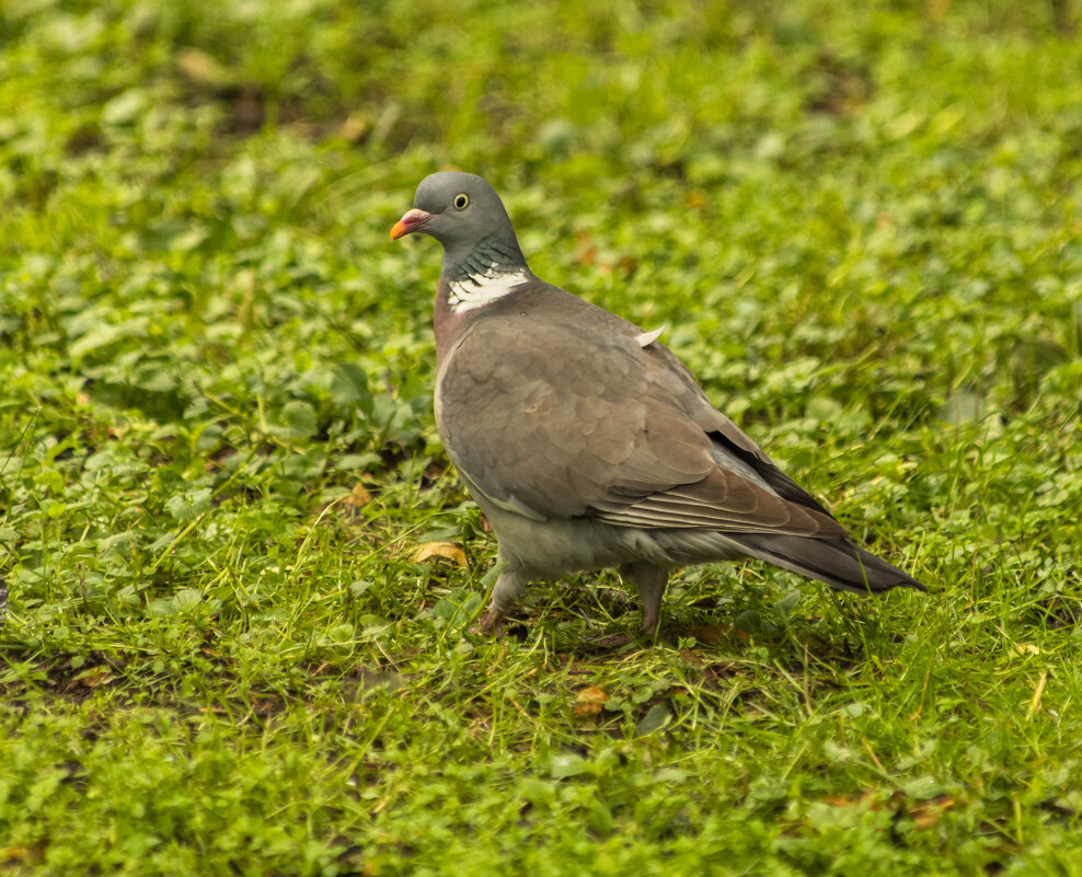 Вяхирь - Екатерина Счасная
