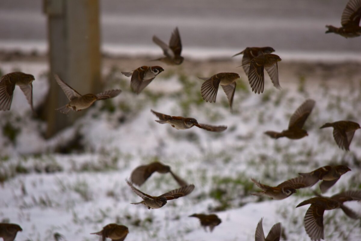 Воробьиный переполох! - Юрий Полторыхин.