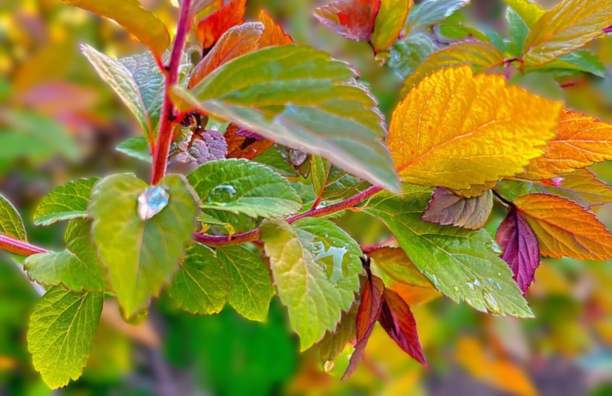 ***хрустальная капелька*** - Olga Oskolkova