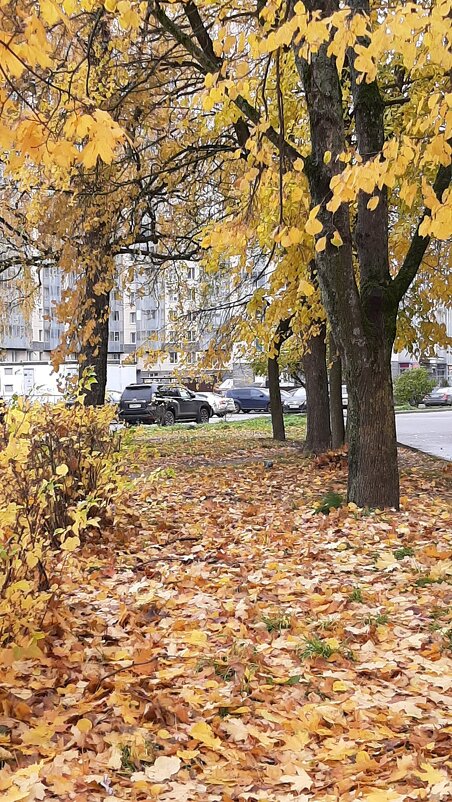 Осень 2025. Октябрь - Наталья Герасимова