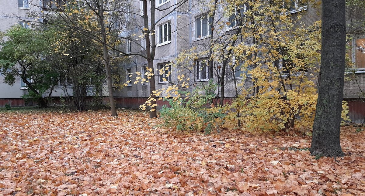 Осень 2025. Октябрь - Наталья Герасимова