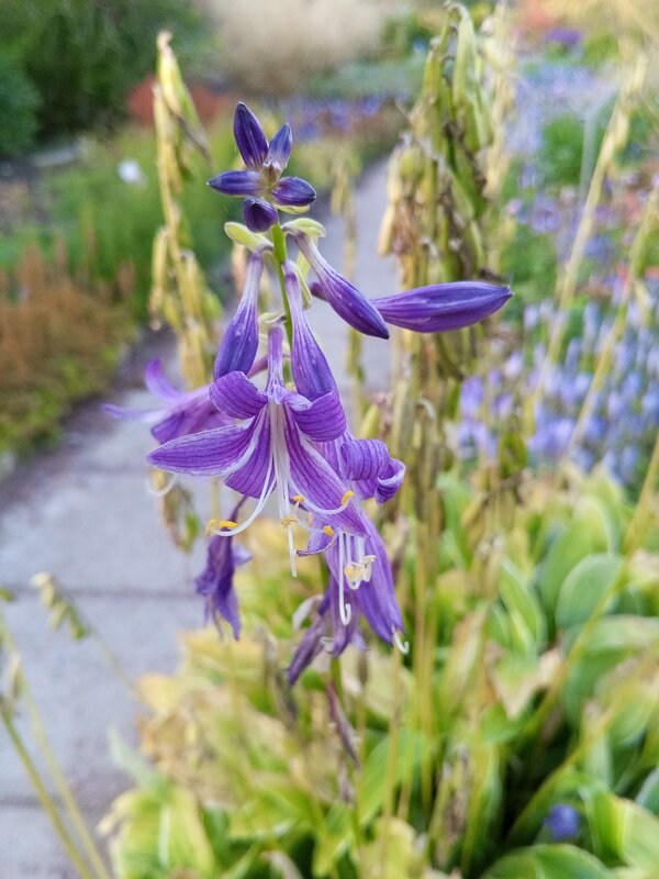 Хоста - Сапсан 