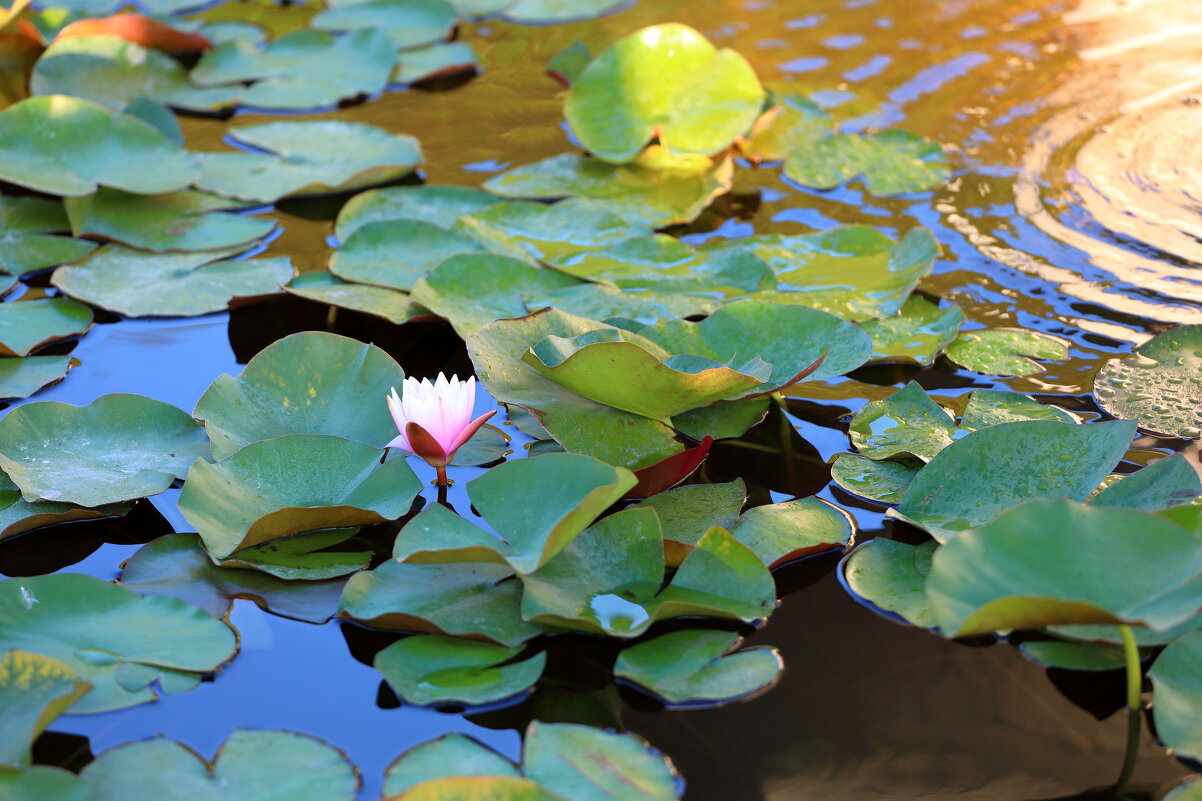 Кувшинки раскрываются - Леонид 