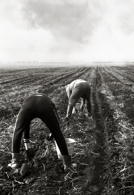 Небось картошку все мы уважаем... - СЮ 