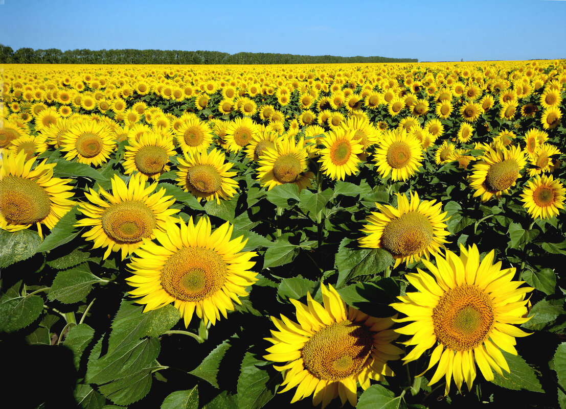 Солнечные детки - Михаил Белоусов