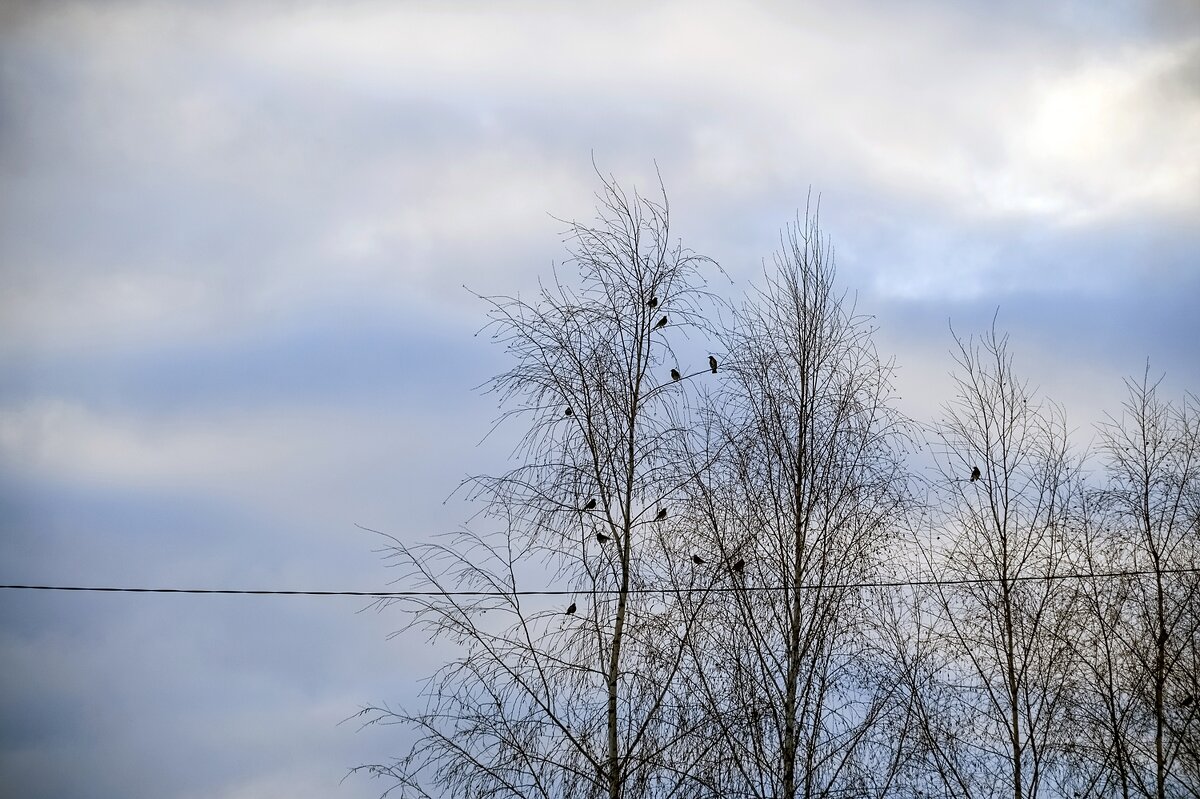 Прилетели свиристели - Валерий Иванович