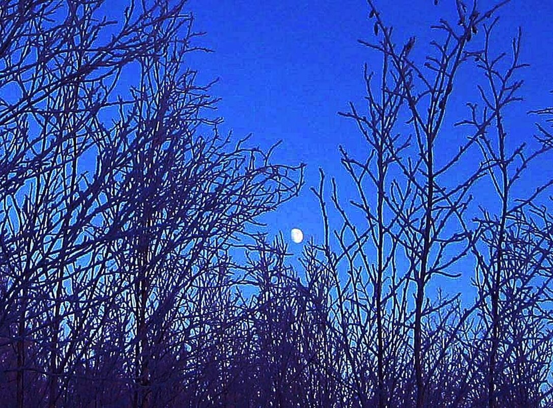 Лес, мороз и вечерняя луна! - Владимир 