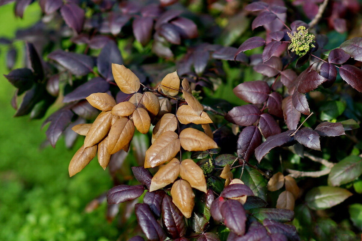 Вспоминая Осень... - Николай Саржанов