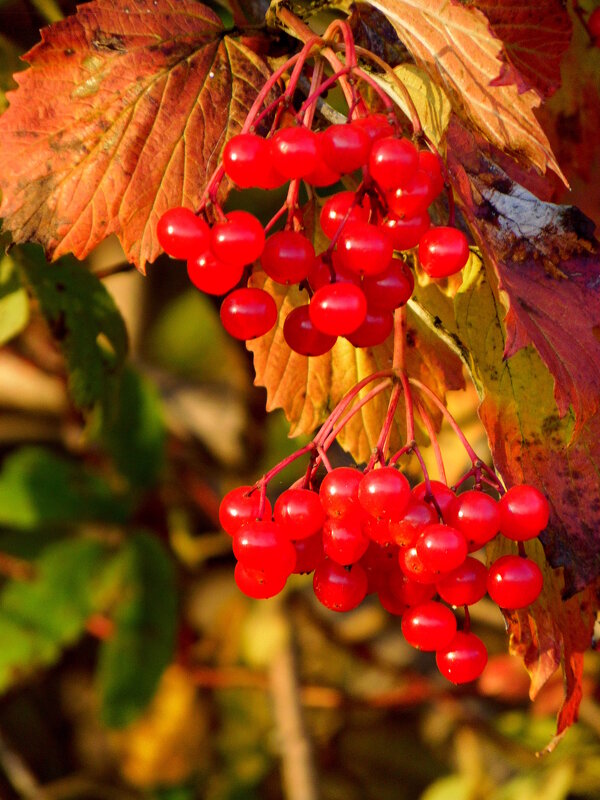 Очень красная калина. - nadyasilyuk Вознюк
